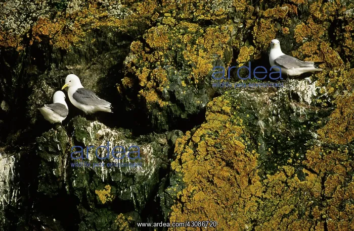: Common or Mew Gulls : Common or Mew Gulls