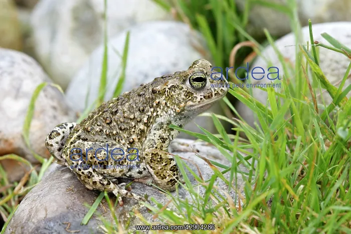: Common Midwife Toad : Common Midwife Toad
