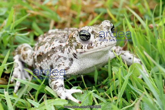 : Common Midwife Toad : Common Midwife Toad