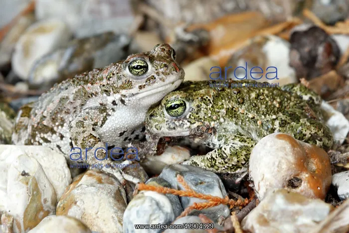 : Common Midwife Toad : Common Midwife Toad