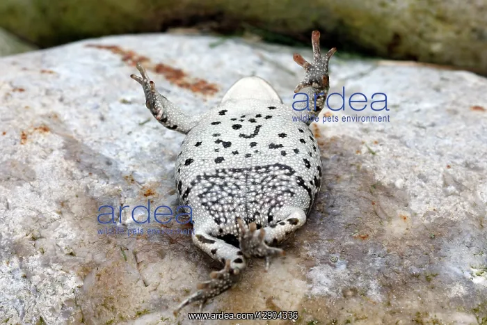: Common Midwife Toad - on back : Common Midwife Toad - on back