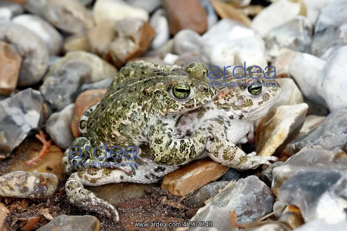 : Common Midwife Toad - mating : Common Midwife Toad - mating