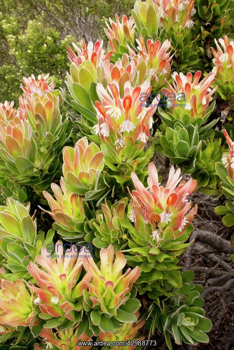 : Common Mimetes / Common Pagoda / Red Pagoda : Common Mimetes / Common Pagoda / Red Pagoda