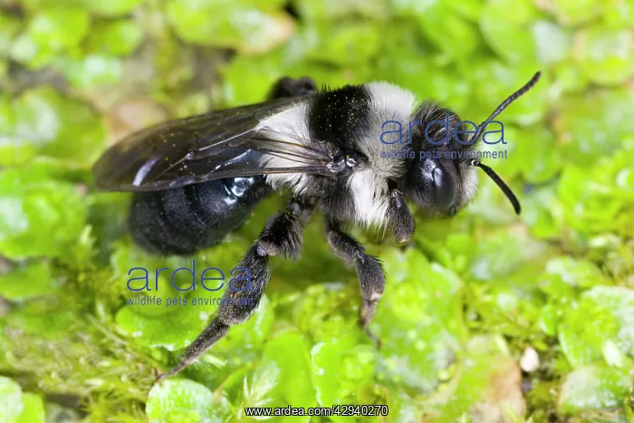 : Common Mining Bee (female) : Common Mining Bee (female)