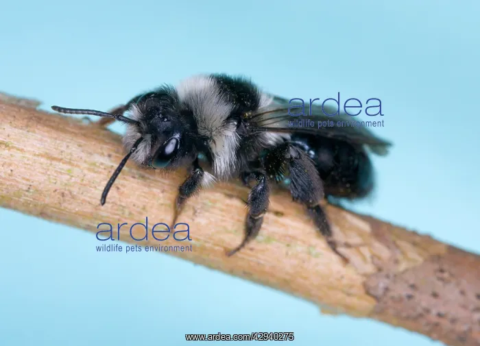 : Common Mining Bee (female) : Common Mining Bee (female)
