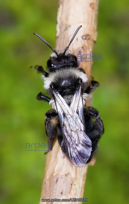 : Common Mining Bee (female) - Dorsal view showing : Common Mining Bee (female) - Dorsal view showing