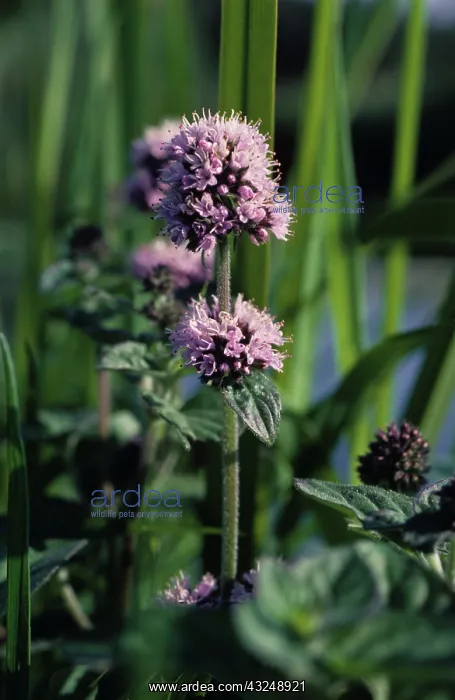 : Common mint : Common mint