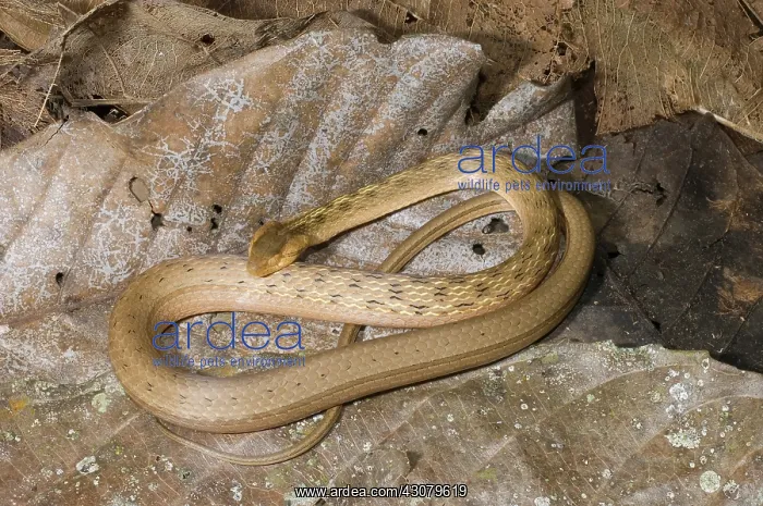 : Common Mock-viper : Common Mock-viper