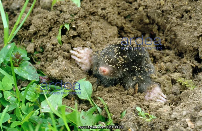 : Common Mole - emerging from ground : Common Mole - emerging from ground