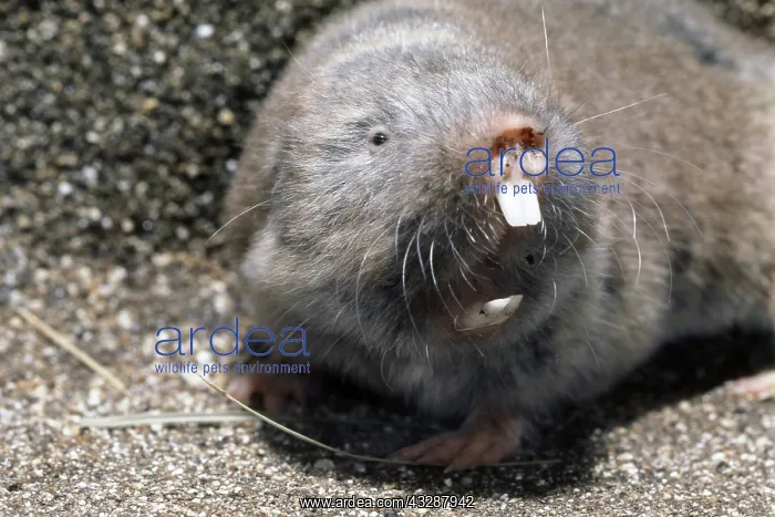 : Common Mole Rat (Cryptomys hottentotus), a burrowing rodent : Common Mole Rat (Cryptomys hottentotus), a burrowing rodent