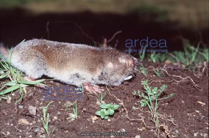 : Common Mole-rat - side view, foraging : Common Mole-rat - side view, foraging