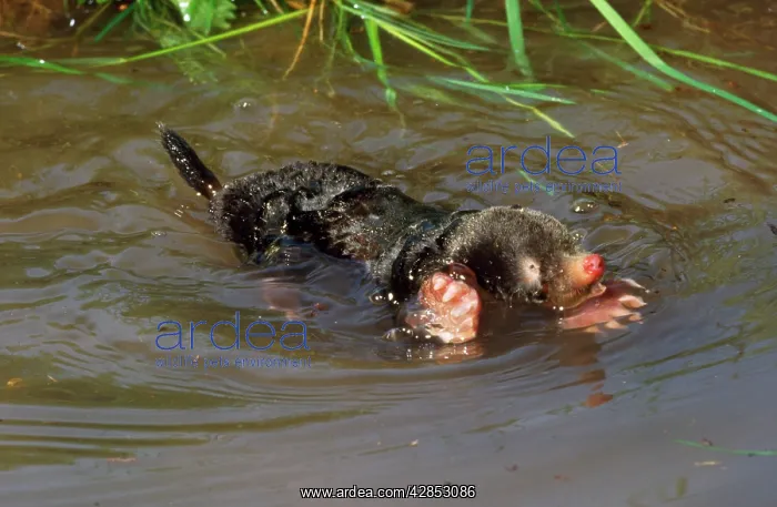 : Common Mole - swimming in river : Common Mole - swimming in river