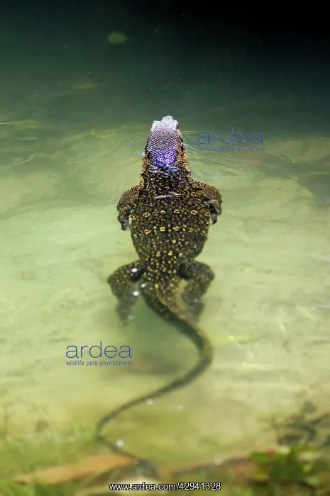 : A Common Monitor Lizard swims in a small stream : A Common Monitor Lizard swims in a small stream
