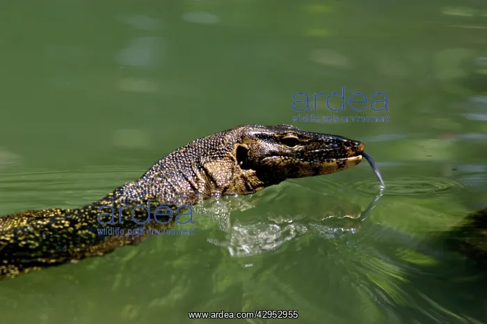 : A Common Monitor Lizard swims in a small stream : A Common Monitor Lizard swims in a small stream