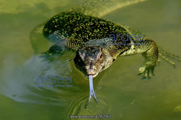 : A Common Monitor Lizard swims in a small stream : A Common Monitor Lizard swims in a small stream