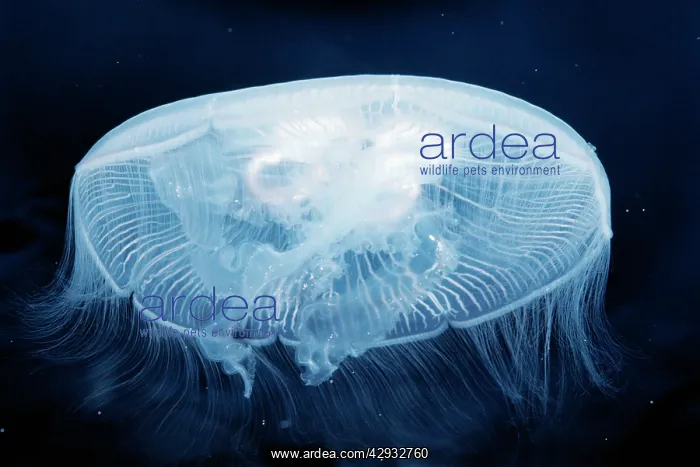 : Common / Moon JELLYFISH : Common / Moon JELLYFISH