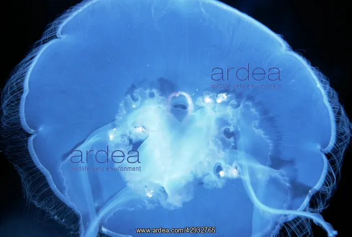 : Common / Moon JELLYFISH : Common / Moon JELLYFISH