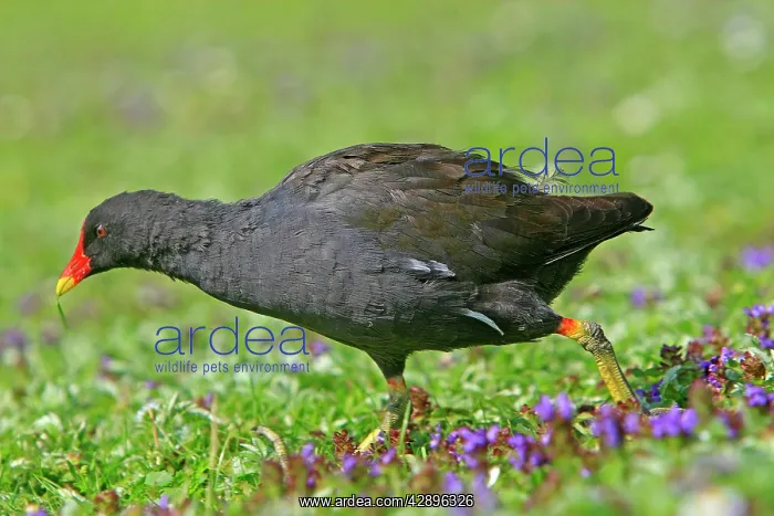 : Common Moorhen : Common Moorhen