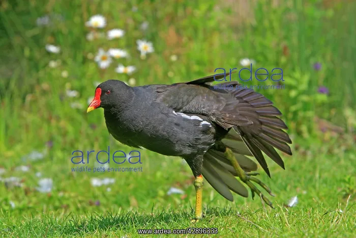 : Common Moorhen : Common Moorhen
