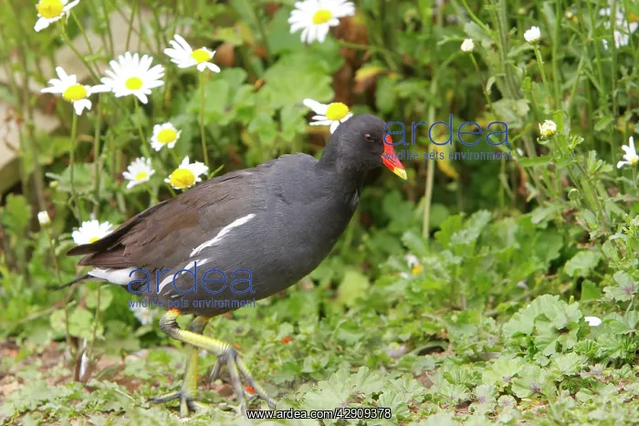 : Common Moorhen : Common Moorhen