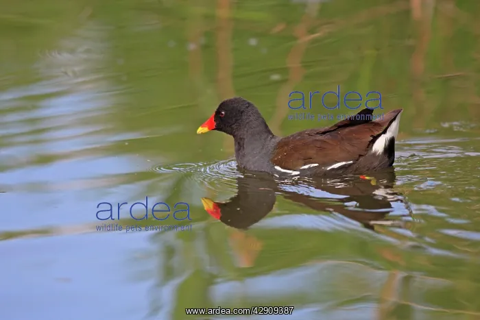 : Common Moorhen : Common Moorhen