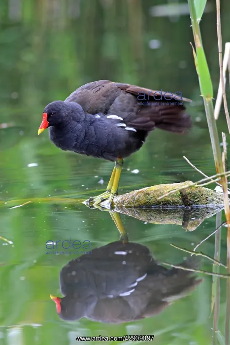 : Common Moorhen : Common Moorhen