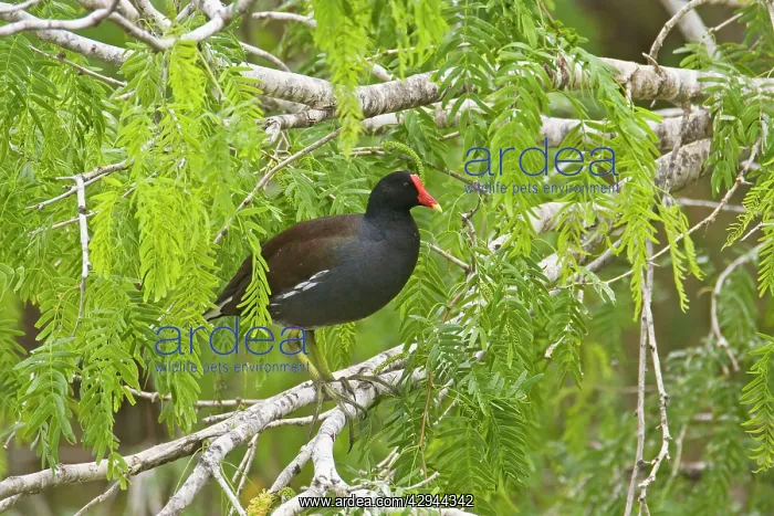 : Common Moorhen : Common Moorhen