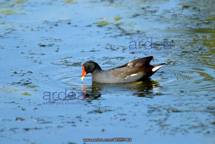 : Common Moorhen : Common Moorhen