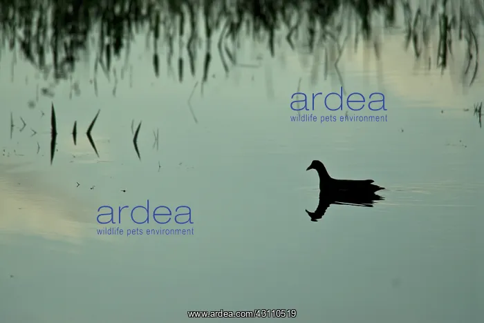 : Common Moorhen : Common Moorhen