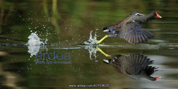 : Common Moorhen : Common Moorhen