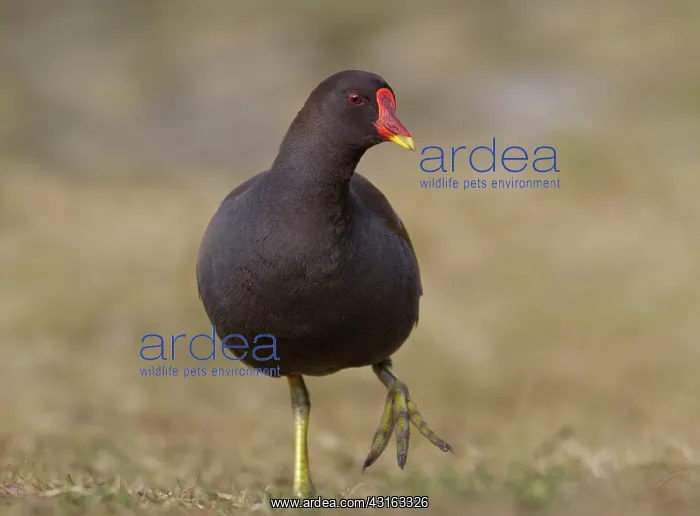 : Common Moorhen : Common Moorhen