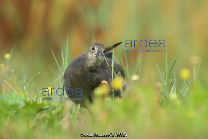 : Common Moorhen : Common Moorhen