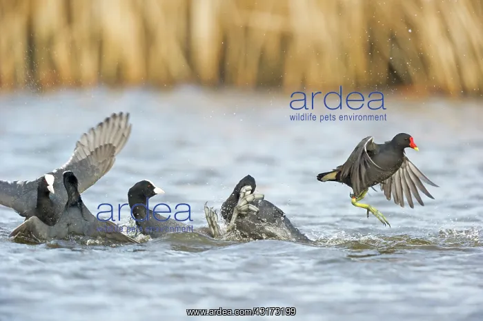 : Common Moorhen : Common Moorhen