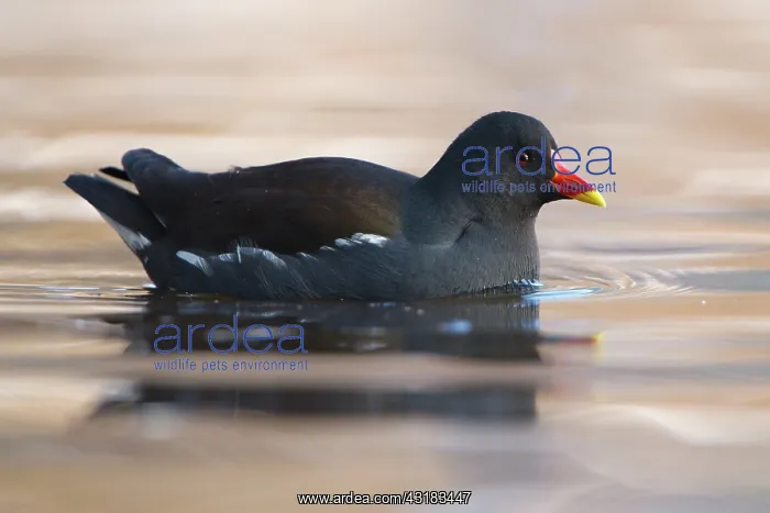 : Common Moorhen : Common Moorhen