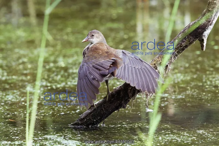: Common Moorhen : Common Moorhen