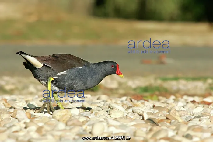 : Common moorhen - adult : Common moorhen - adult