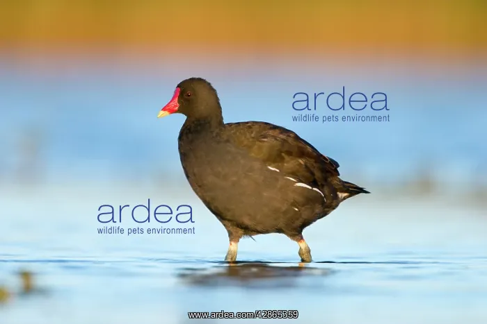 : Common Moorhen - Adult in shallow water : Common Moorhen - Adult in shallow water