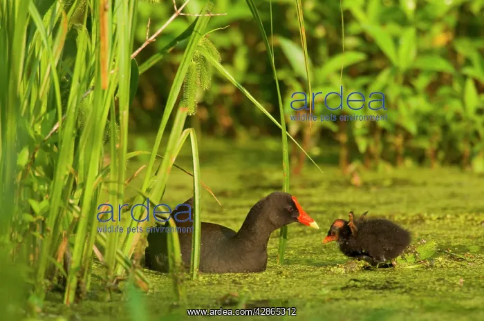 : Common Moorhen - adult with young : Common Moorhen - adult with young