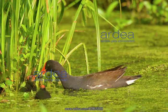 : Common Moorhen - adult with young : Common Moorhen - adult with young
