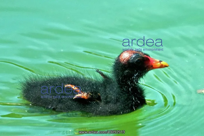: Common Moorhen Chick : Common Moorhen Chick