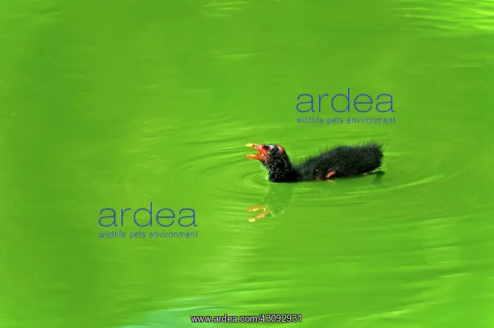 : Common Moorhen Chick : Common Moorhen Chick