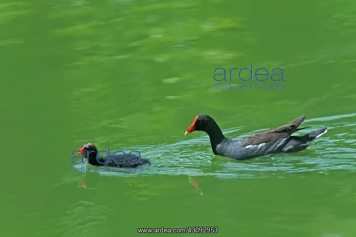 : Common Moorhen with Chick : Common Moorhen with Chick