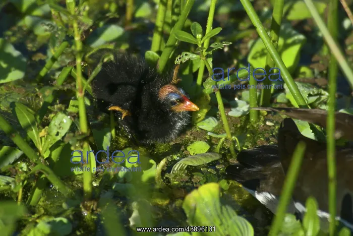 : Common Moorhen Chick : Common Moorhen Chick