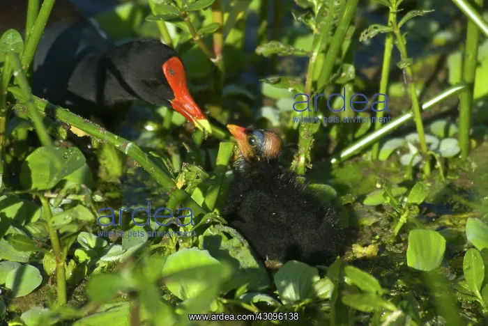: Common Moorhen Chick : Common Moorhen Chick