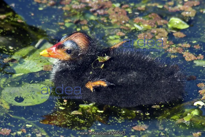 : Common Moorhen Chick : Common Moorhen Chick