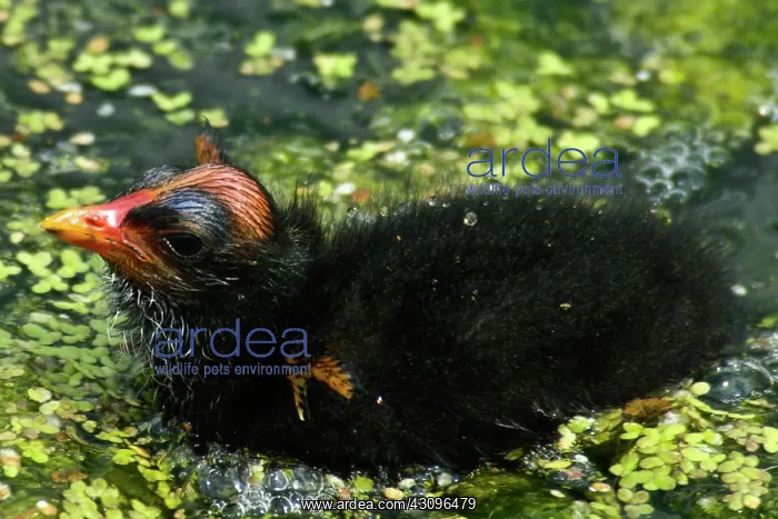 : Common Moorhen chick : Common Moorhen chick