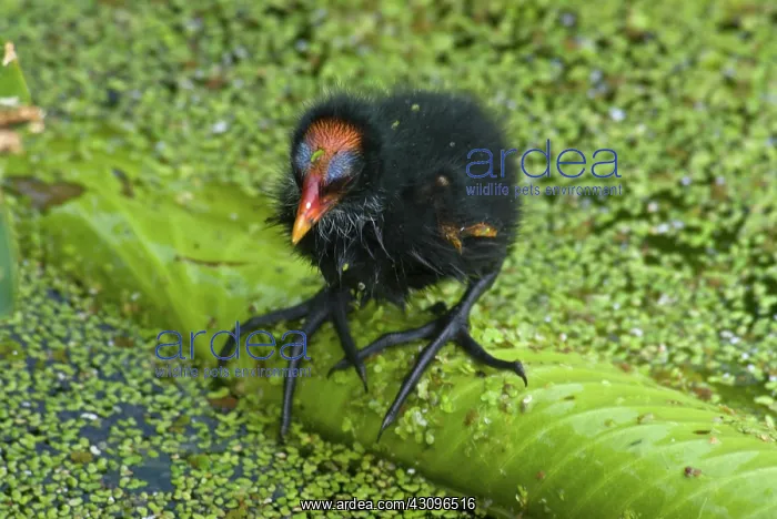 : Common Moorhen chick : Common Moorhen chick