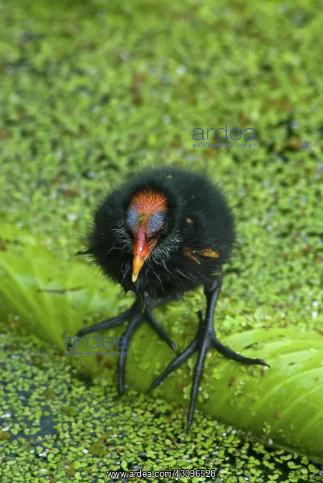 : Common Moorhen chick : Common Moorhen chick