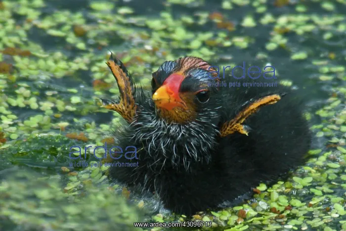 : Common Moorhen chick : Common Moorhen chick