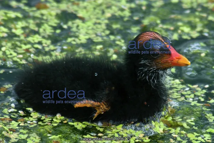 : Common Moorhen chick : Common Moorhen chick